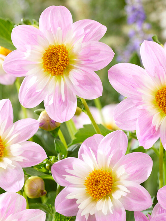 Dahlia Teesbrooke Audrey | DutchGrown™ Sverige