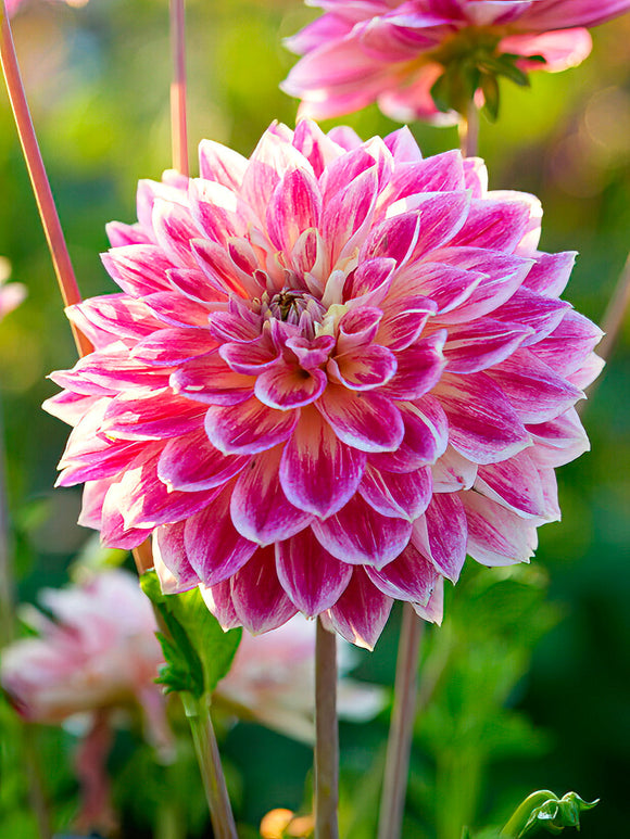 Stor rosa dinnerplate-dahlia Temple of Beauty i blom