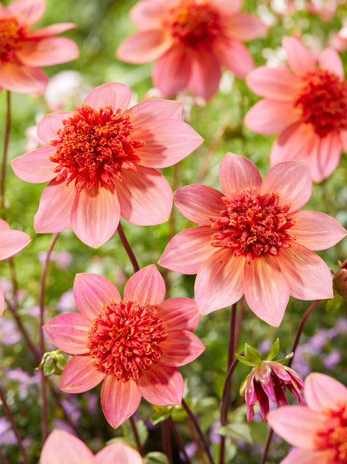 Köp Dahliaknölar Totally Tangerine