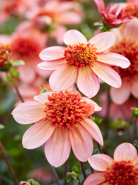 Dahlia Totally Tangerine | DutchGrown™ Sverige