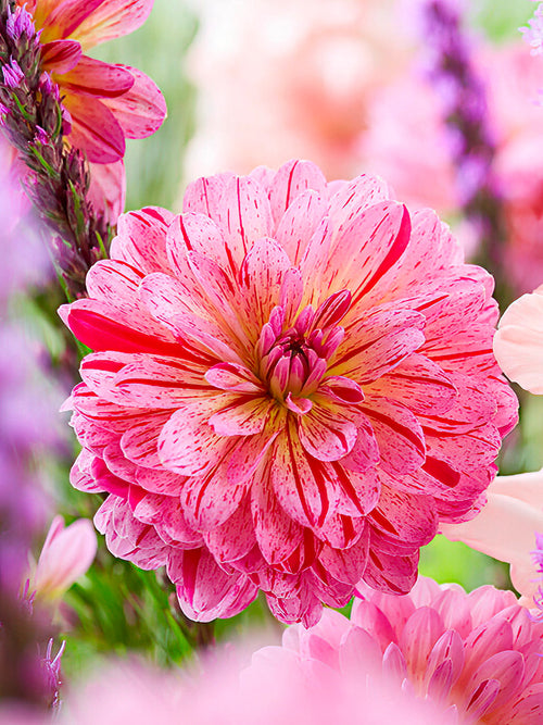 Närbild av rosa dahlia ‘Tropical’