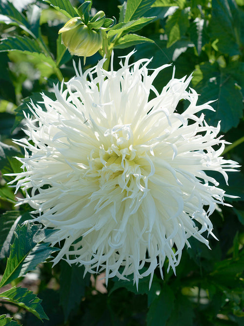 Vit spindeldahlia ‘Tsuki-Yori-No-Shisha’ i blom