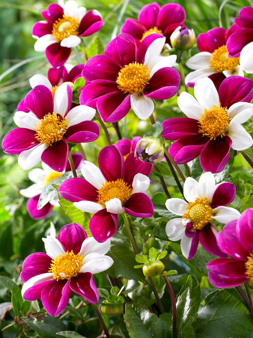 Dahlia ‘Twyning’s Smartie’ med färgskiftande blommor