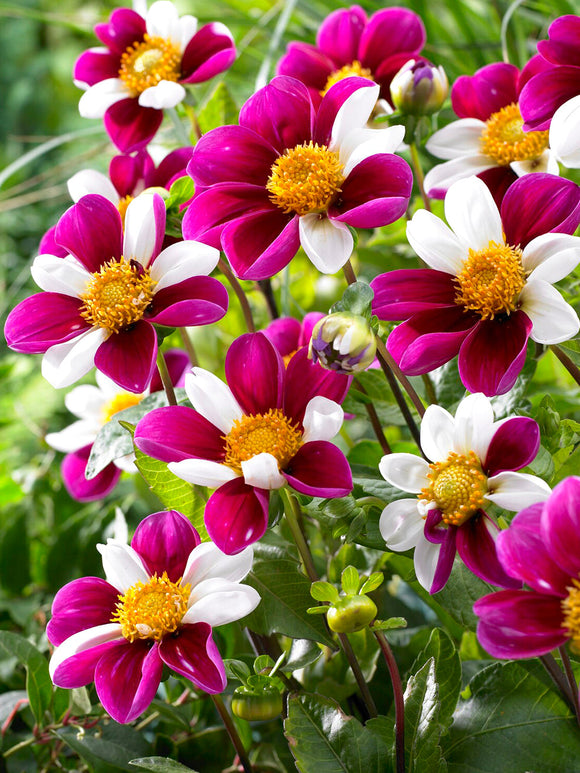 Dahlia ‘Twyning’s Smartie’ med färgskiftande blommor