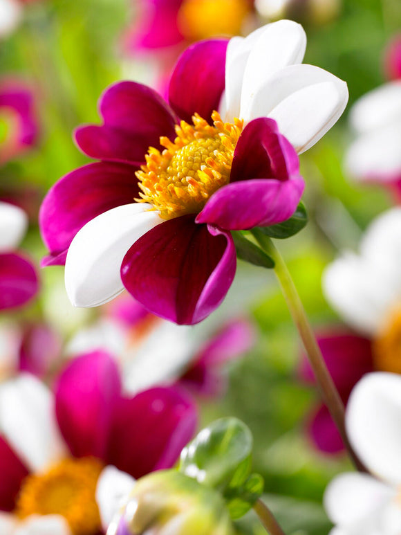 Blandade rosa och röda blommor hos ‘Twyning’s Smartie’