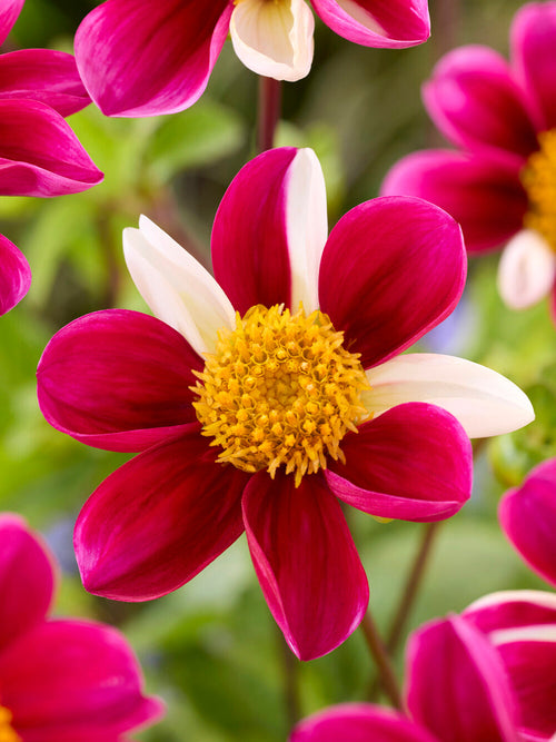 Dahlia i naturlik trädgård med bin på blomman