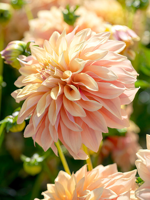 Dahlia ‘Tyrell’ i aprikos, rosa och krämvitt