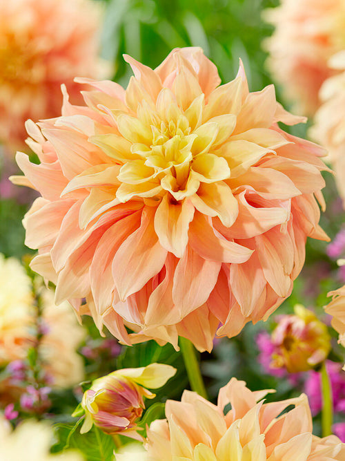 Dekorativ dahlia ‘Tyrell’ i full blom