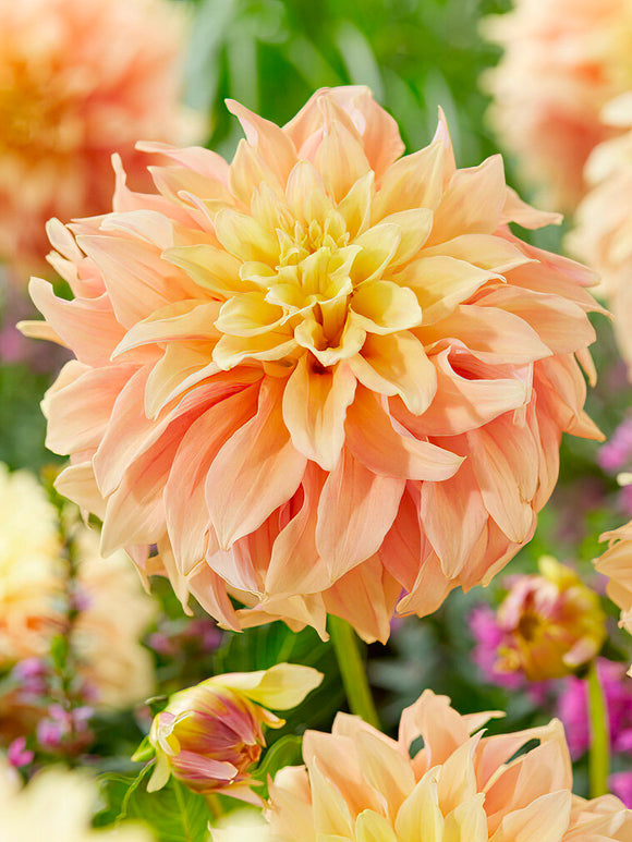 Dekorativ dahlia ‘Tyrell’ i full blom