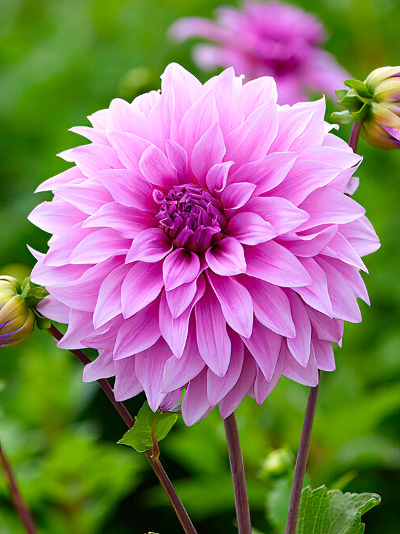 Dahlia 'Vassio Meggos' lavendelrosa blomma nära