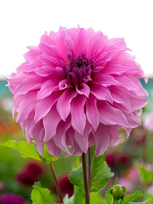 Dahlia Vassio Meggos