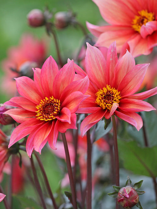 Dahlia ‘Waltzing Mathilda’ med aprikos- och rosa blommor