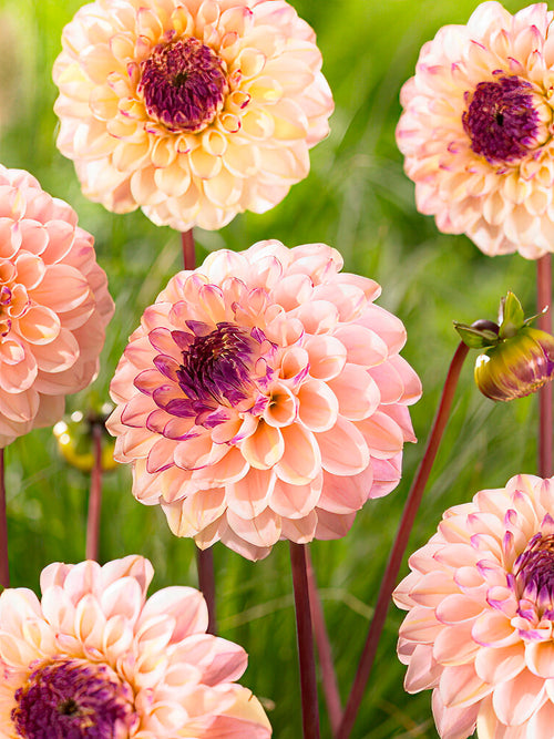 Dahlia Wine Eyed Jill