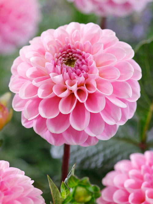 Bolldahlia 'Wizard of Oz' i full blom