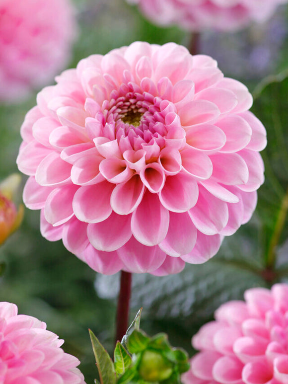 Bolldahlia 'Wizard of Oz' i full blom