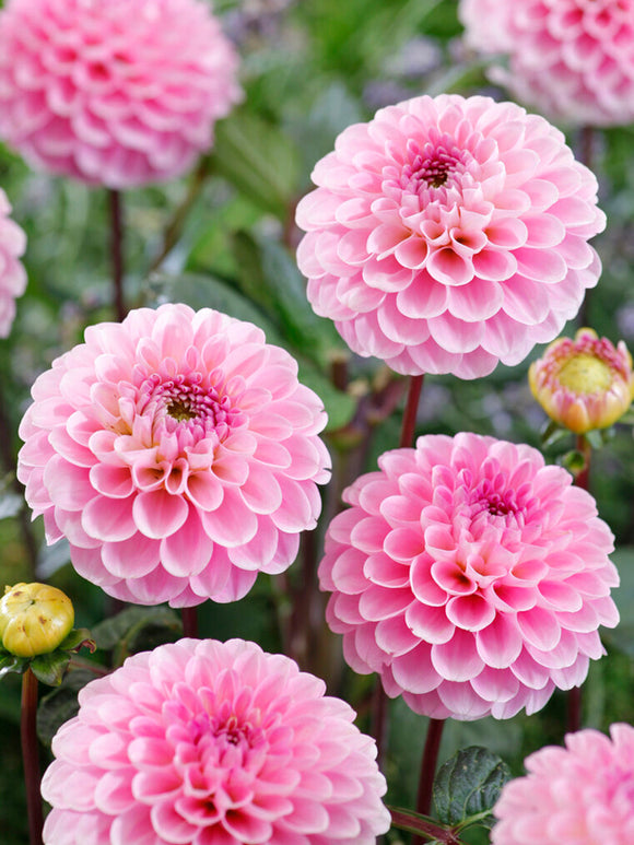 Dahlia Wizard of Oz