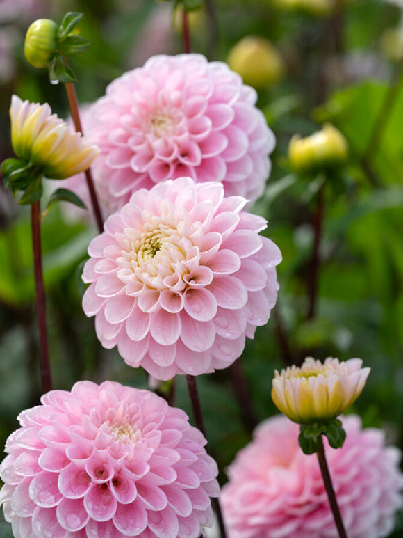 Närbild av Dahlia 'Wizard of Oz' med mjuka färgövergångar