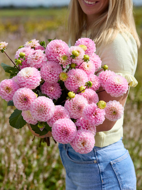 Snittblommor av Dahlia 'Wizard of Oz'