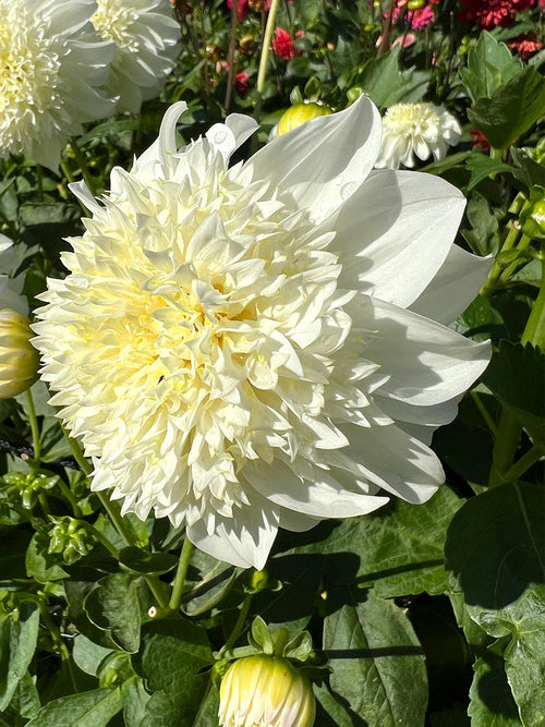 Dahlia ‘Zahra’ med elfenbensvita anemonblommor