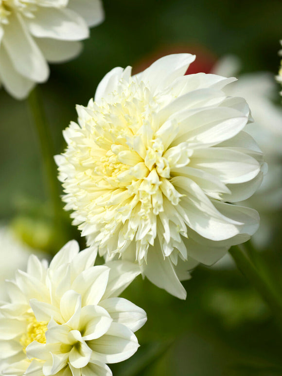 Närbild på anemon-dahlia med gul mitt