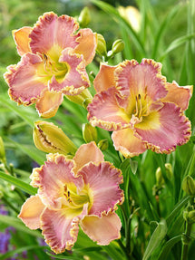 Daglilja Lavender Tu Tu (Hemerocallis)
