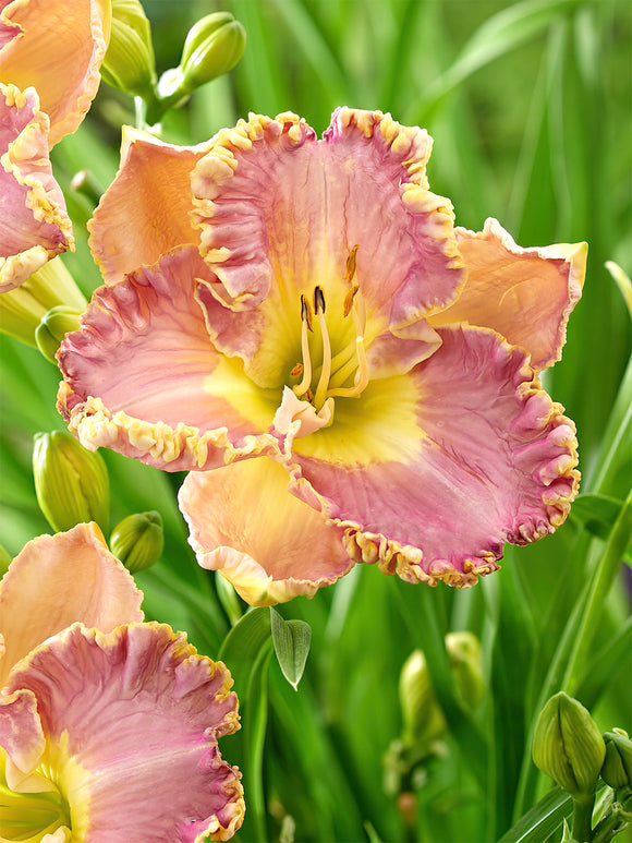Daglilja Lavender Tu Tu (Hemerocallis)