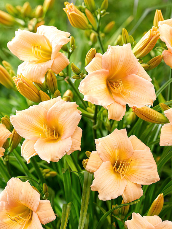 Daglilja Mini Pearl (Hemerocallis) | DutchGrown™ Sverige