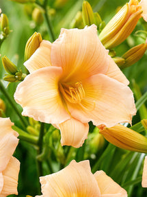 Daglilja Mini Pearl (Hemerocallis)