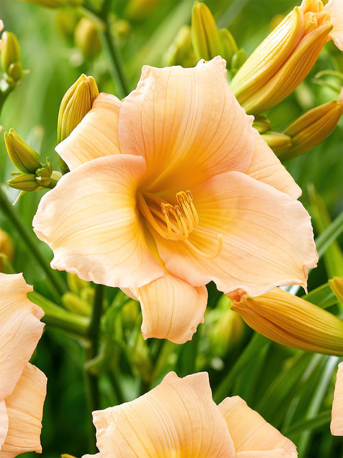 Köp Daglilja Mini Pearl (Hemerocallis)