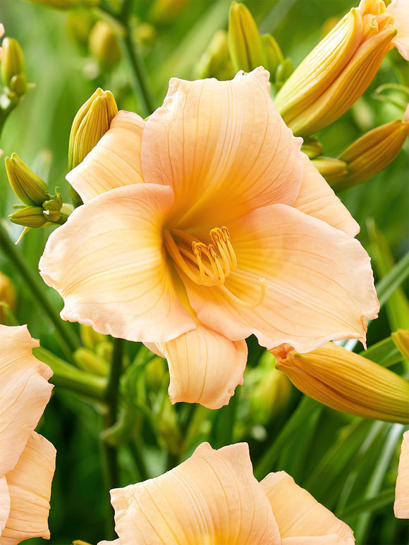 Köp Daglilja Mini Pearl (Hemerocallis)
