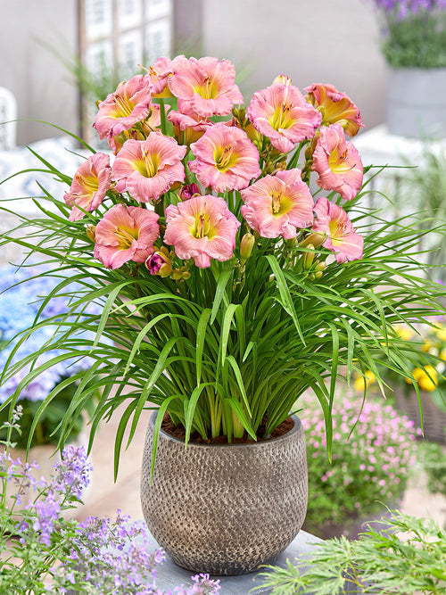 Daglilja Soft Secrets (Hemerocallis) Barrotade perenner