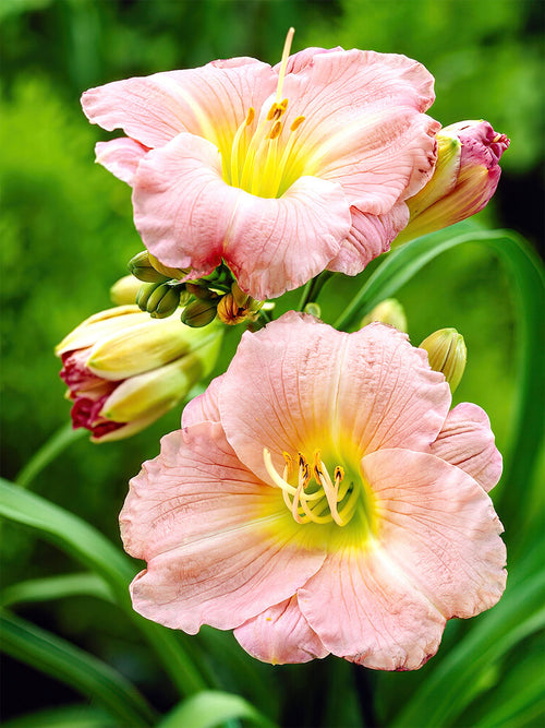 Köp Daglilja Soft Secrets (Hemerocallis)