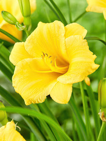 Daglilja Stella d'Oro (Hemerocallis)