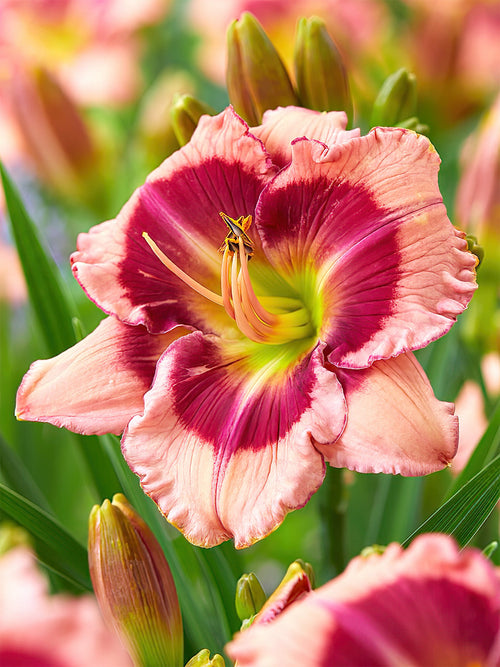 Köp Daglilja Strawberry Shake (Hemerocallis)