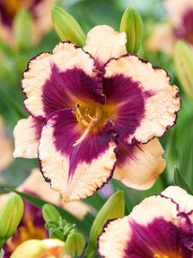 Daglilja Tropical Surprise (Hemerocallis)