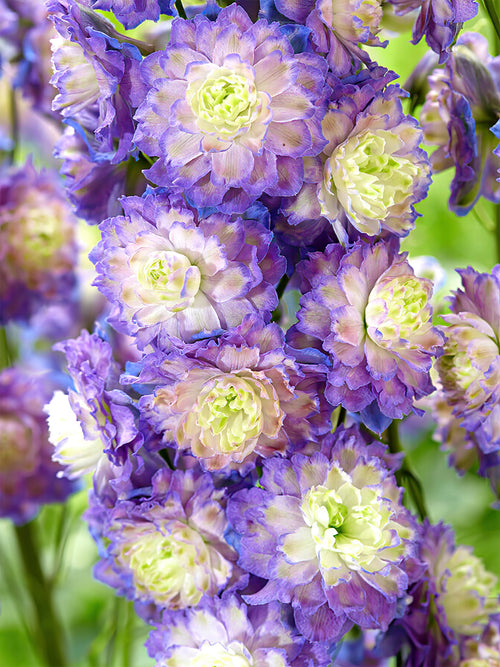 Riddarsporre Highlander Bolero | DutchGrown™ Sverige