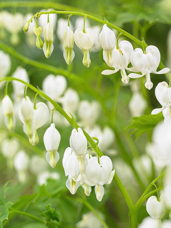Köp toppstorlek Dicentra 'Spectabilis Alba' från Holland på DutchGrown