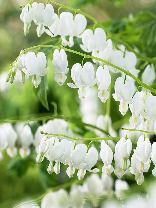 Köp toppstorlek Dicentra 'Spectabilis Alba' från Holland på DutchGrown