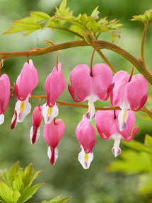 Fänrikshjärta Spectabilis (Dicentra)