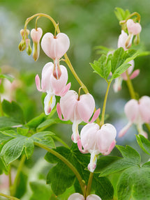 Fänrikshjärta Cupid (Dicentra)