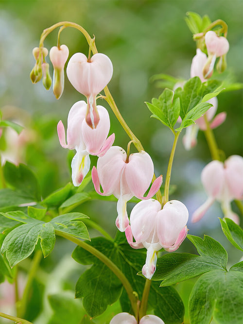 Köp Fänrikshjärta (Dicentra) 'Cupid' i toppstorlek från Holland hos DutchGrown