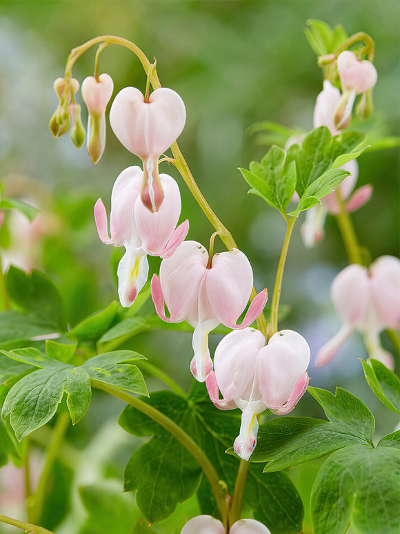 Köp Fänrikshjärta (Dicentra) 'Cupid' i toppstorlek från Holland hos DutchGrown