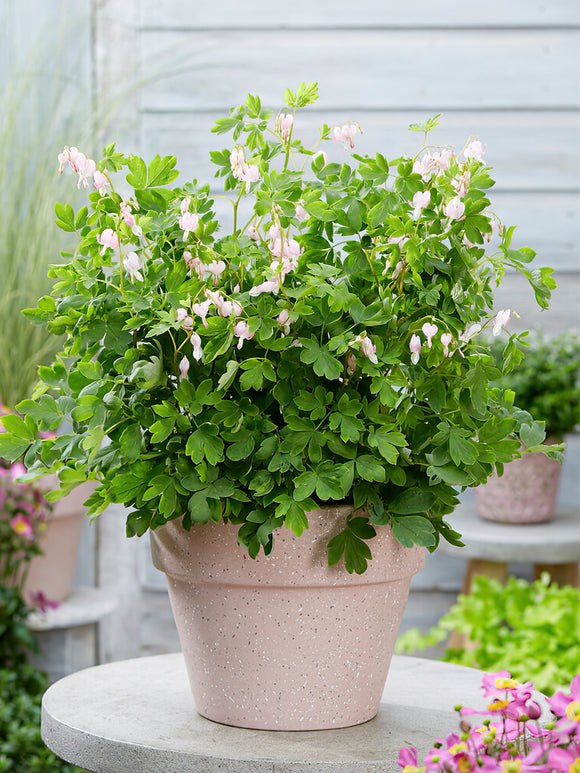 Köp Fänrikshjärta (Dicentra) 'Cupid' i toppstorlek från Holland hos DutchGrown