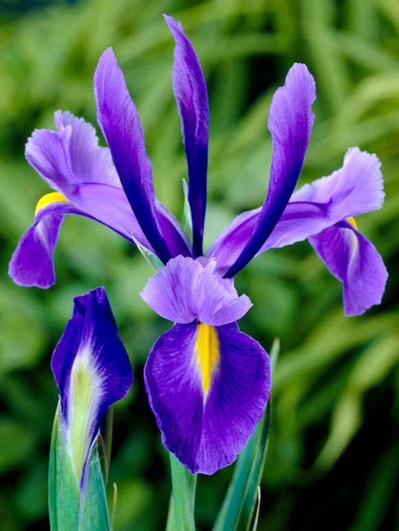 Köp Holländsk iris Blue Star blomsterlökar | DutchGrown™