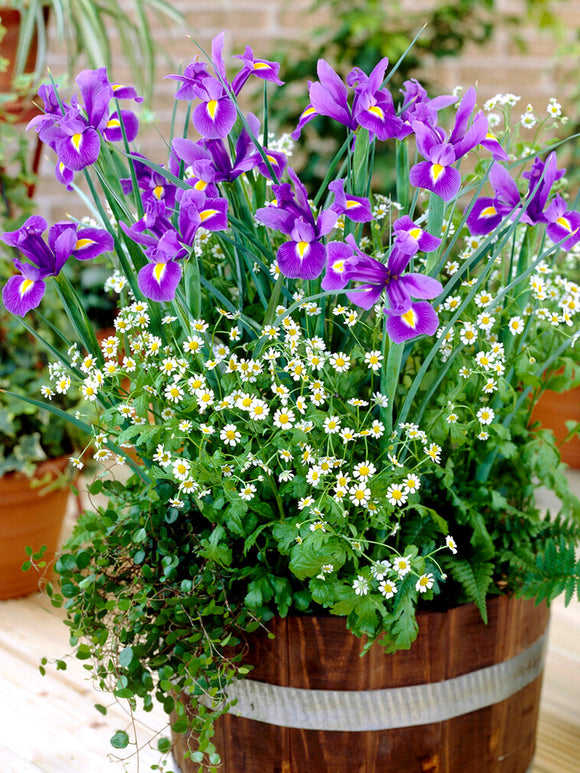 Köp Holländsk iris Blue Star | DutchGrown™