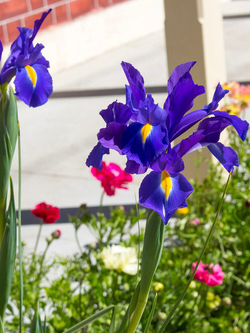 Holländsk iris Blue Star blomsterlökar | DutchGrown™