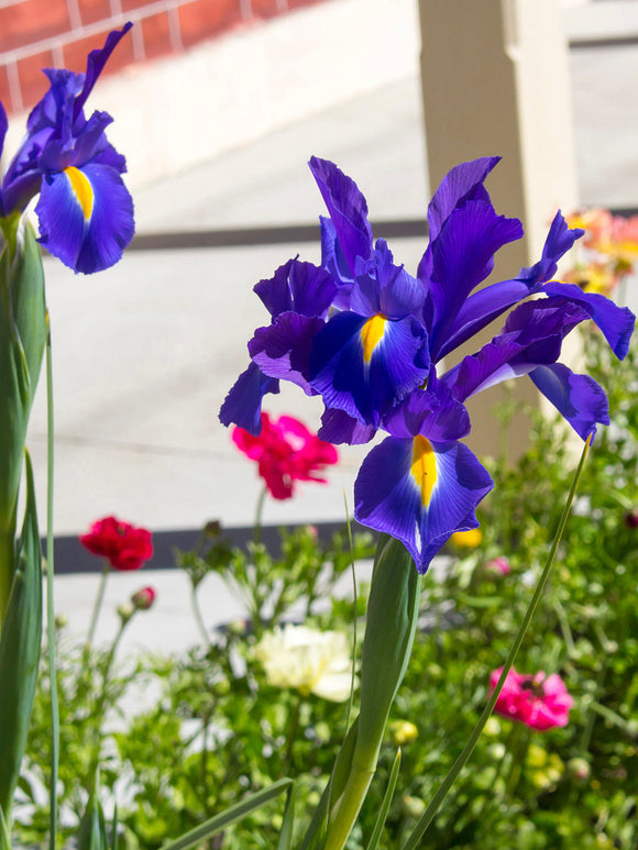 Holländsk iris Blue Star blomsterlökar | DutchGrown™