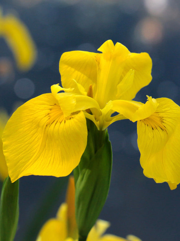 Holländsk Iris Golden Harvest Blomsterlökar | DutchGrown™
