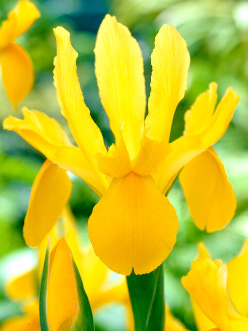 Köp Holländsk Iris Golden Harvest Blomsterlökar | DutchGrown™