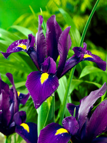 Holländsk Iris Purple Sensation